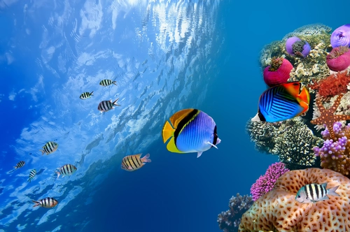 подводный мир, кораллы, рыбы, риф, море, океан, голубые